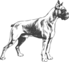 Boxer Drawing Clip Art